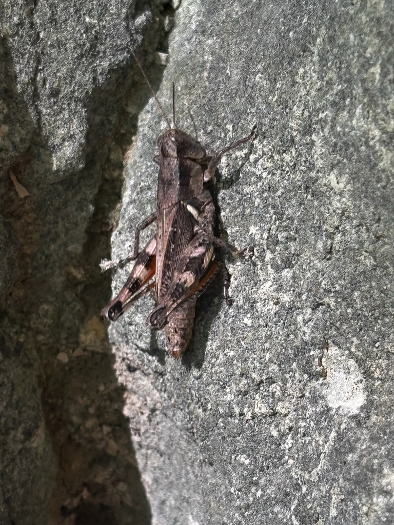 Melanoplus viola