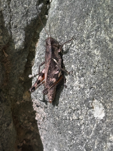 Melanoplus viola