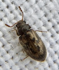 Phloiophilus edwardsii