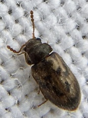 Phloiophilus edwardsii