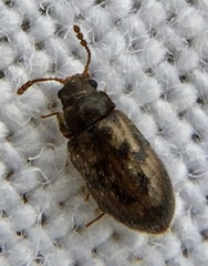 Phloiophilus edwardsii