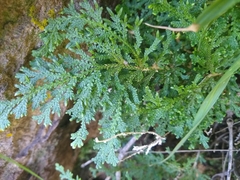 Selaginella pallescens