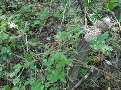Geranium divaricatum