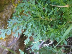 Selaginella pallescens