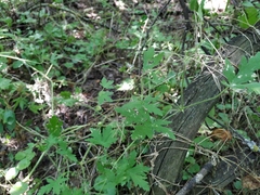 Geranium divaricatum