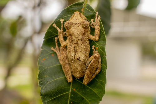 Rio Babi Snouted Tree Frog