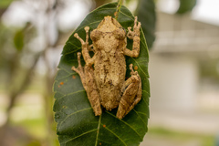 Rio Babi Snouted Tree Frog