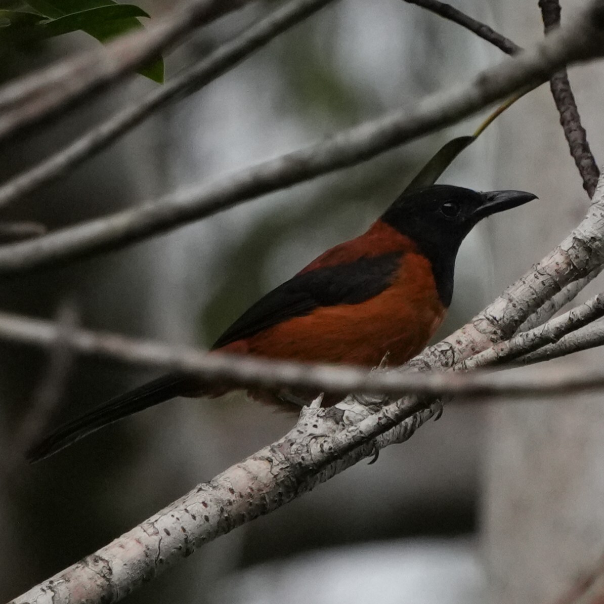 Hooded Pitohui (Pitohui dichrous), photo 8