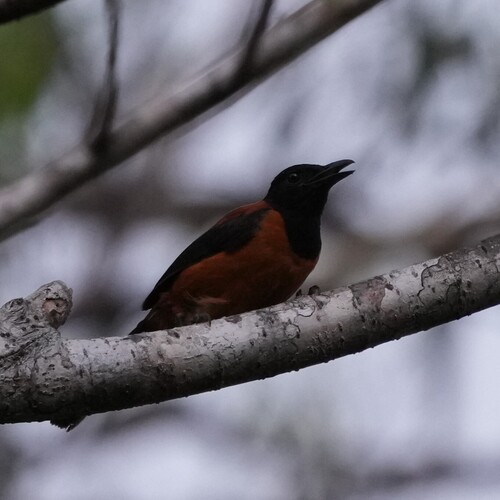 Hooded Pitohui (Pitohui dichrous), photo 4