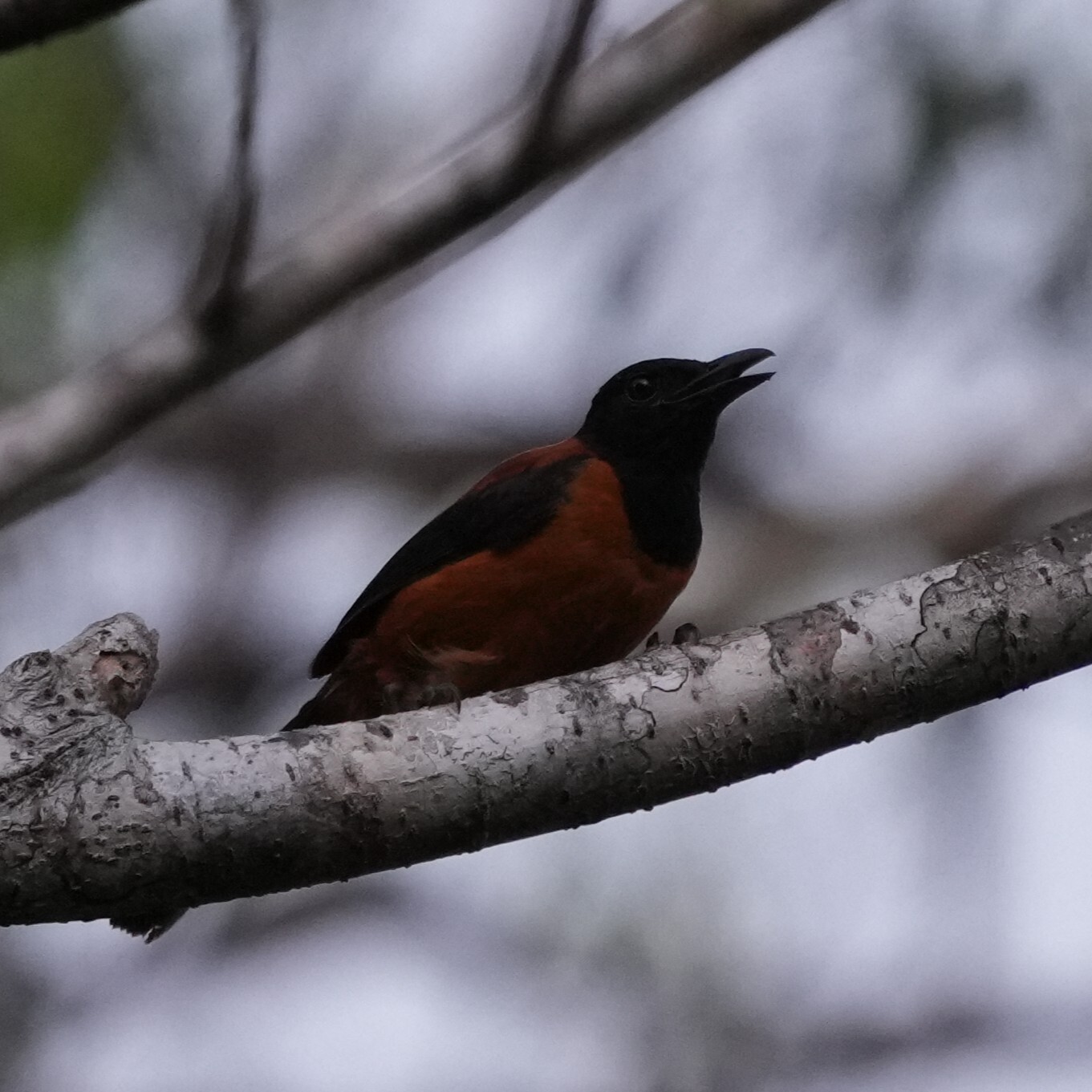 Hooded Pitohui (Pitohui dichrous), photo 6