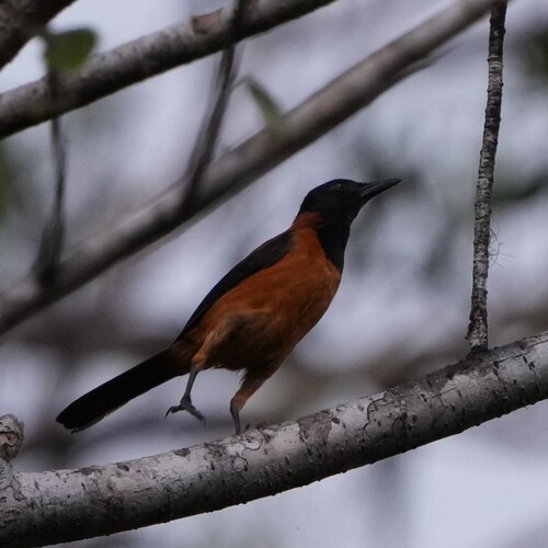 Hooded Pitohui (Pitohui dichrous), photo 5