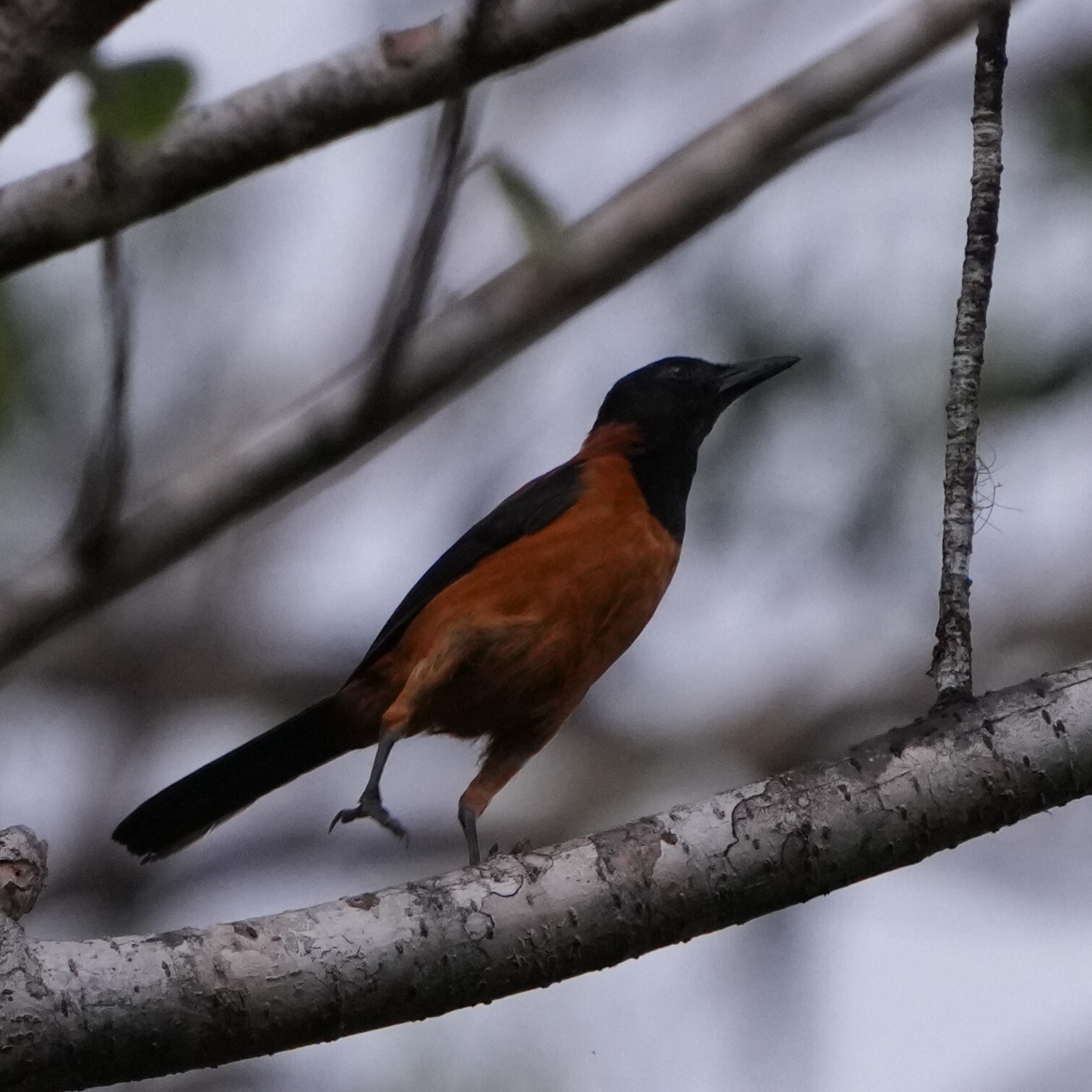 Hooded Pitohui (Pitohui dichrous), photo 7