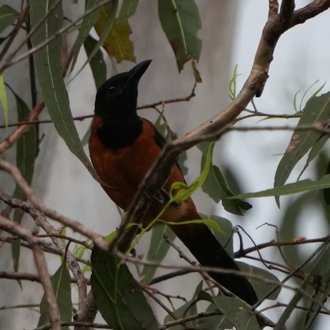 Hooded Pitohui (Pitohui dichrous), photo 9