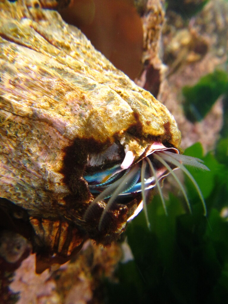 Giant Barnacle