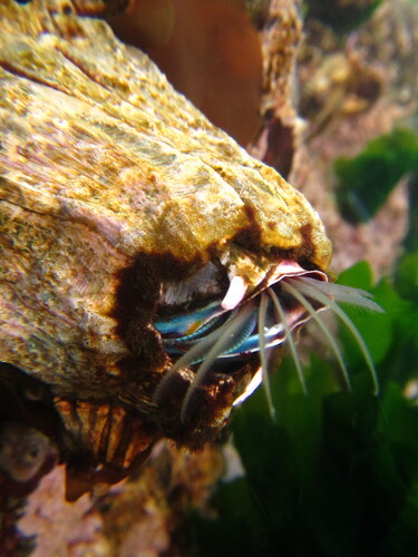 Austromegabalanus psittacus (Molina, 1788)