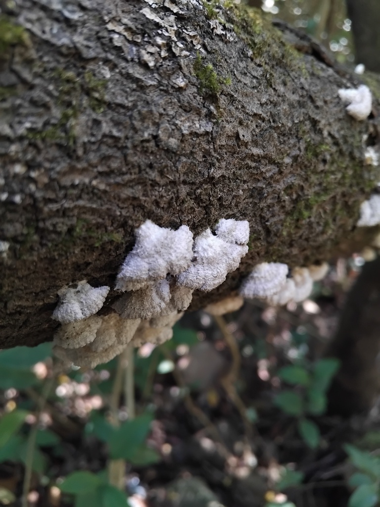 Schizophyllum commune · September 2025 · photo: © sofiazed1 (iNaturalist, cc-by)
