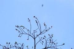 Dalbergia granadillo