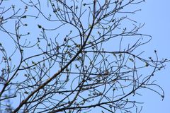 Dalbergia granadillo