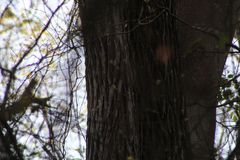 Dalbergia granadillo