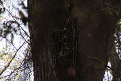 Dalbergia granadillo