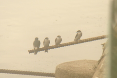 Tachycineta albilinea