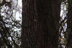 Dalbergia granadillo