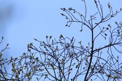 Dalbergia granadillo