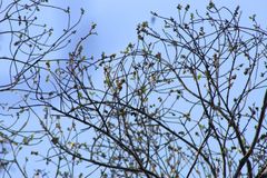 Dalbergia granadillo