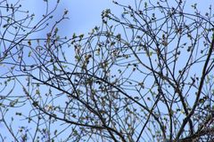 Dalbergia granadillo