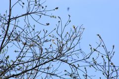 Dalbergia granadillo