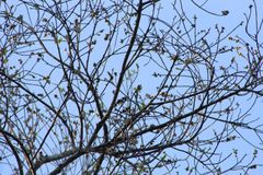 Dalbergia granadillo