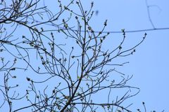 Dalbergia granadillo