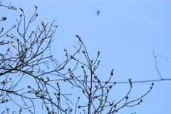 Dalbergia granadillo