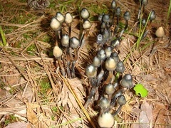 Psilocybe subcaerulipes