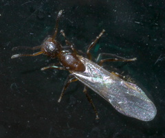 Colobopsis impressa