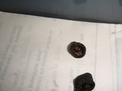 Psilocybe subcaerulipes