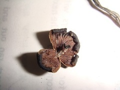 Psilocybe subcaerulipes