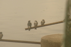 Tachycineta albilinea