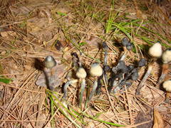 Psilocybe subcaerulipes