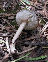 Melanoleuca strictipes