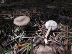 Melanoleuca strictipes
