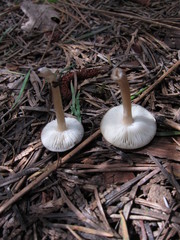 Melanoleuca strictipes