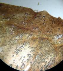 Melanoleuca strictipes