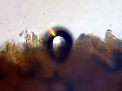 Melanoleuca strictipes