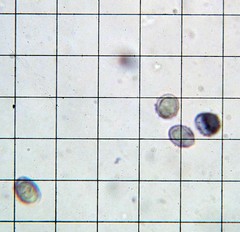 Melanoleuca strictipes