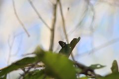 Baronia brevicornis brevicornis