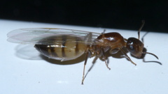 Colobopsis impressa
