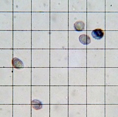 Melanoleuca strictipes