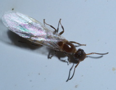 Colobopsis impressa