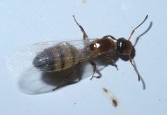 Colobopsis impressa